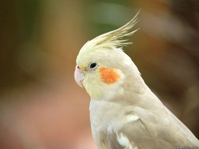 Какаду и корелла