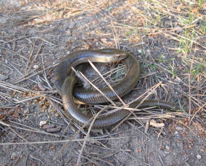 Обыкновенная гадюка (Vipera berus)