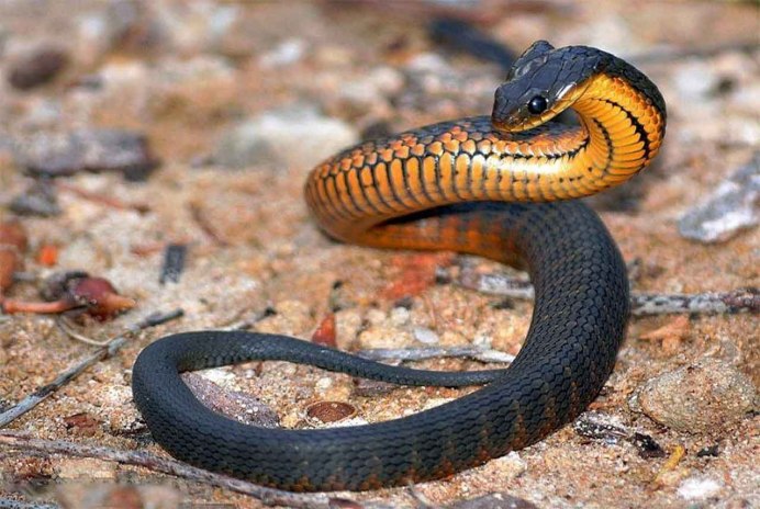 Yellow blotched Palm-Pit Viper