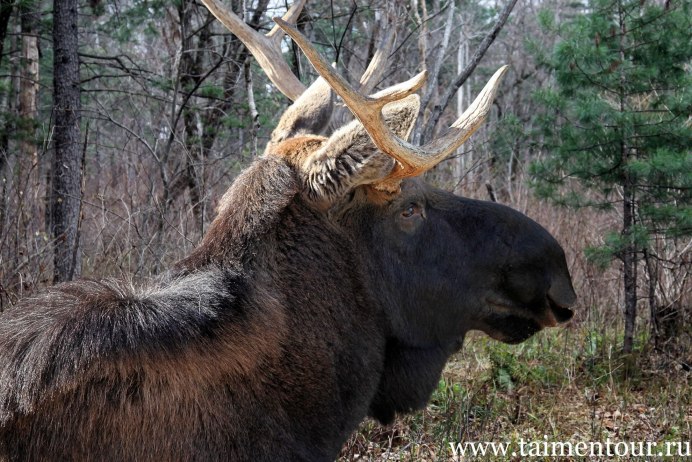 Амурский Лось