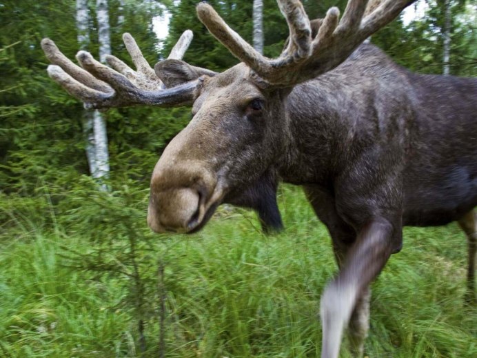 Олень вапити в Северной Америке