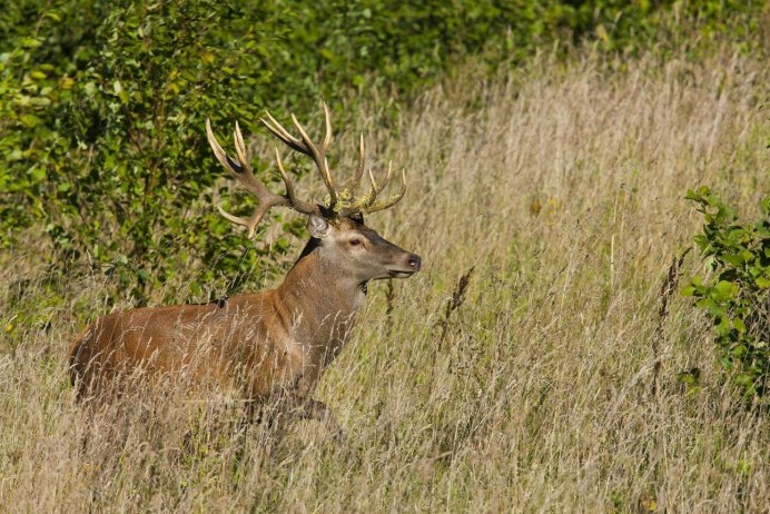 Лось Амурской области