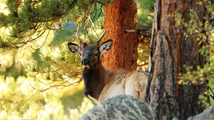 Уссурийский Амурский Лось
