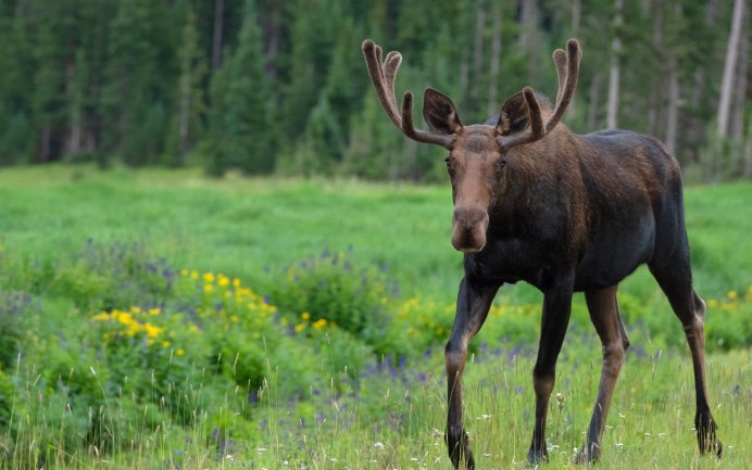 Животные Липецкой области Лось