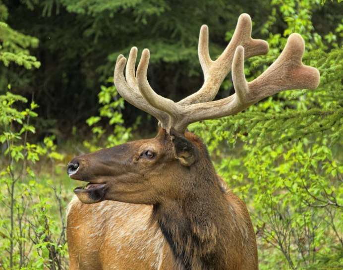 Лось на Куршской косе
