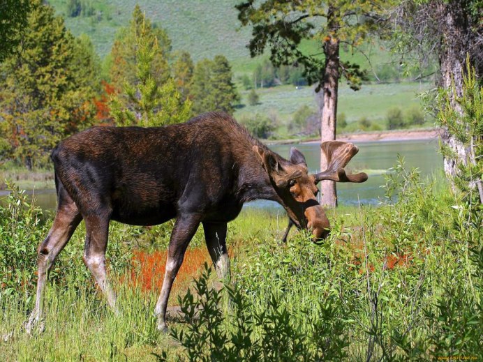 Лось Дальневосточный
