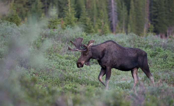 Сохатый Дальневосточный