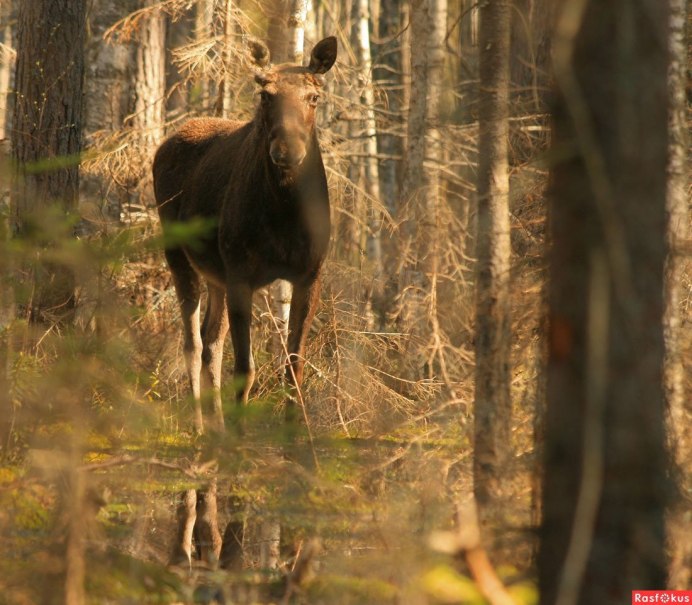 Хэглэн Лось
