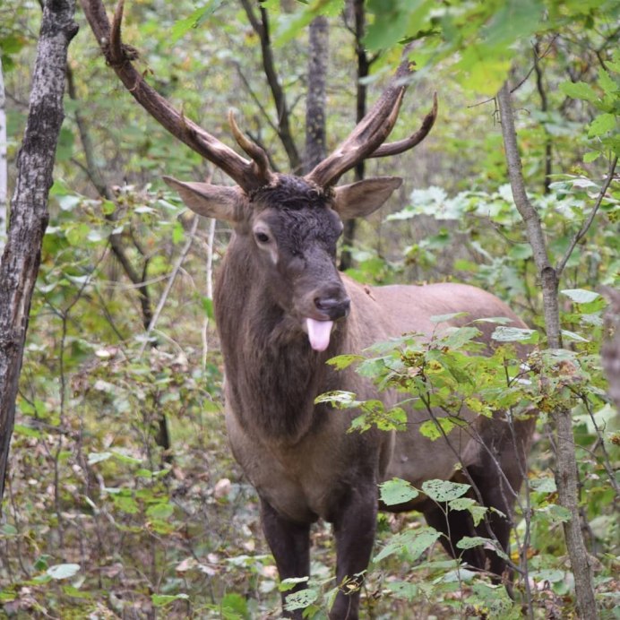 Ильменский заповедник Лось