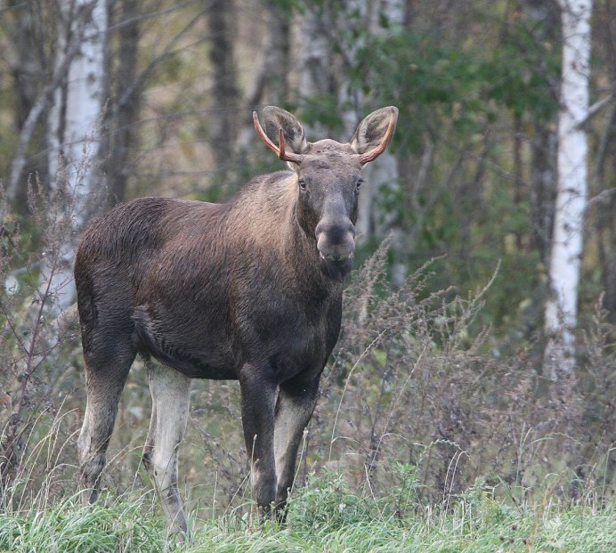 Молодой Лось