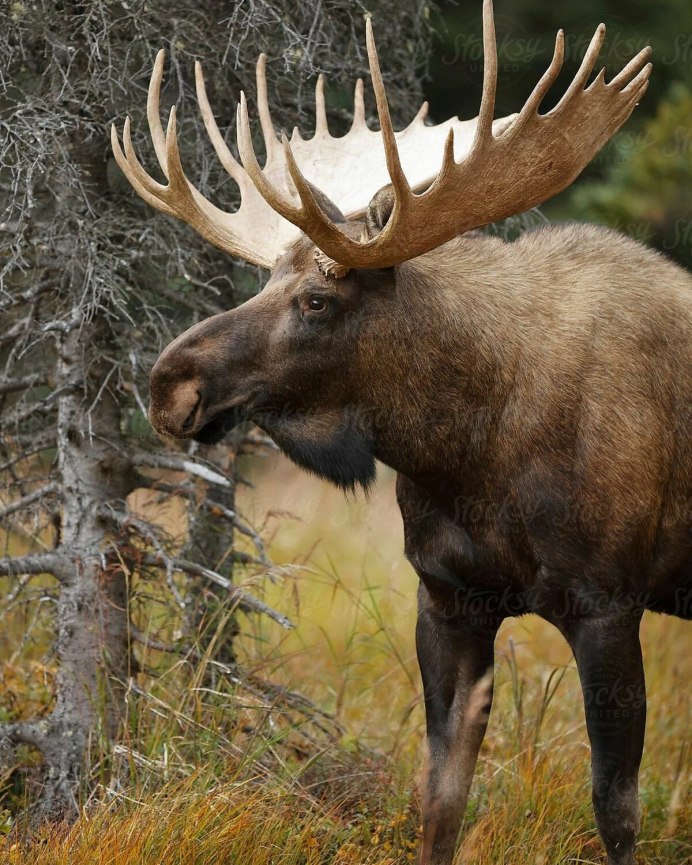 Изюбр Уссурийского заповедника