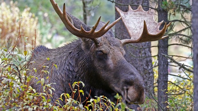 Лось на берегу реки