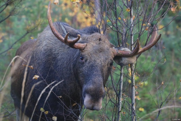 Олень изюбрь Дальневосточный