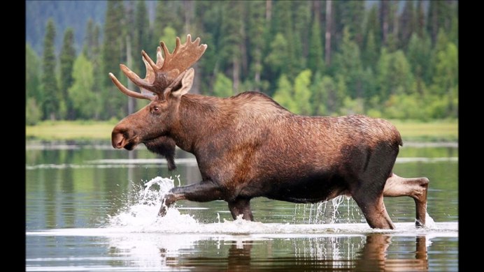 Амурский Лось