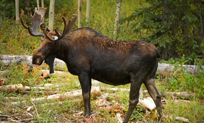 Американский Лось Северной Америки