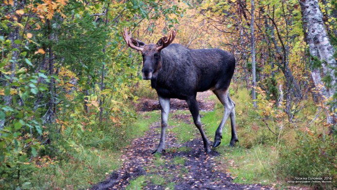 Беловежская пуща Лось