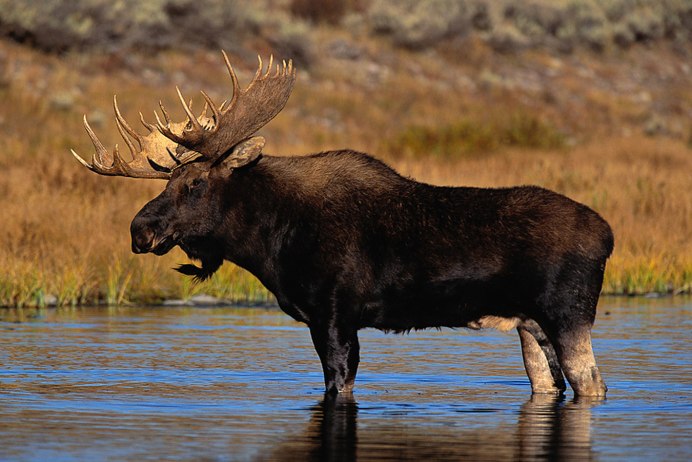 Лось в Астраханской области