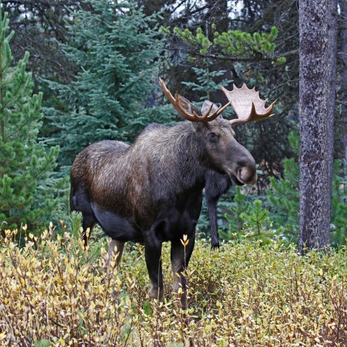 Геннадий Лось