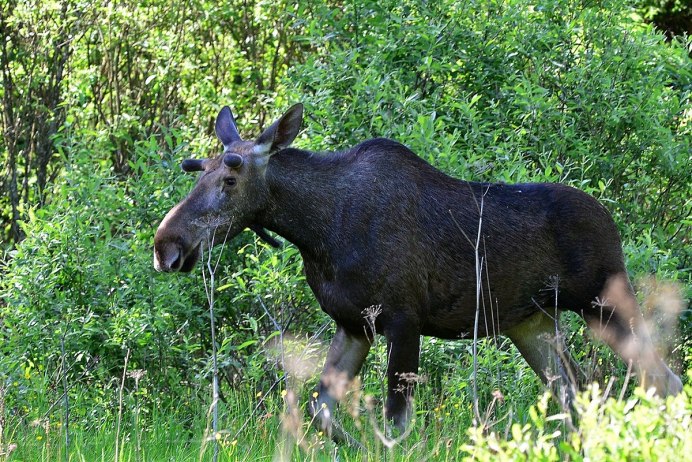 Охота на лося Тверская область