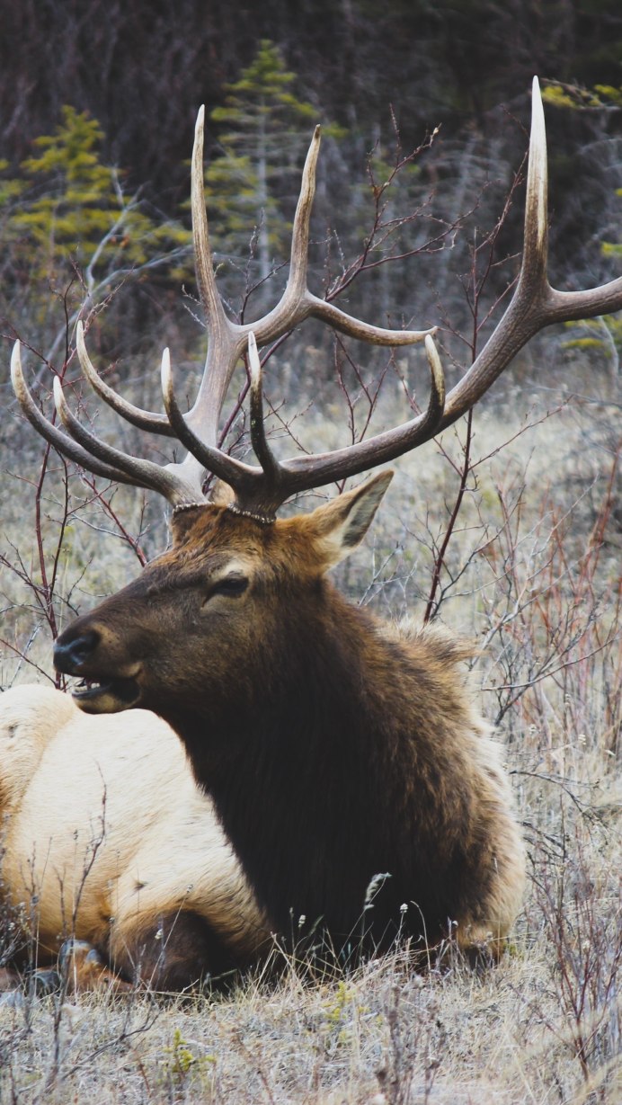 Ильменский заповедник Лось