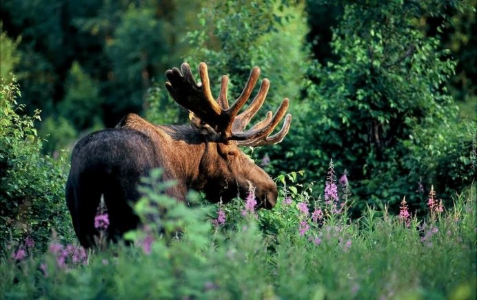 Олень изюбрь Дальневосточный