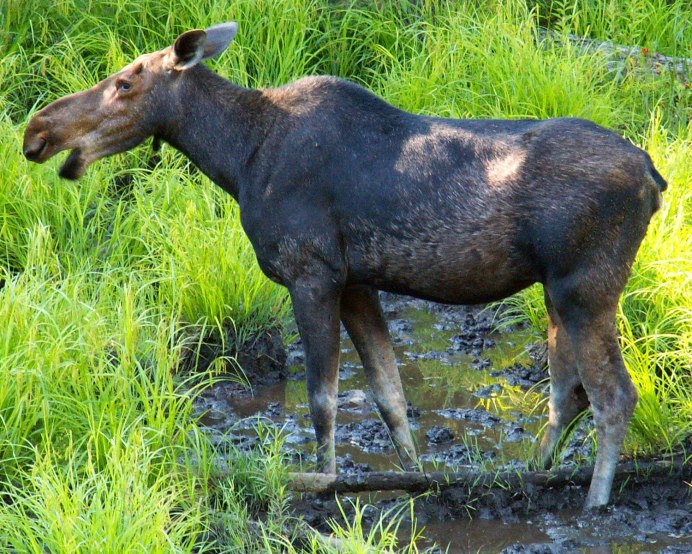 Изюбр благородный олень
