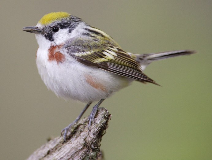 Щегол (Carduelis Carduelis)