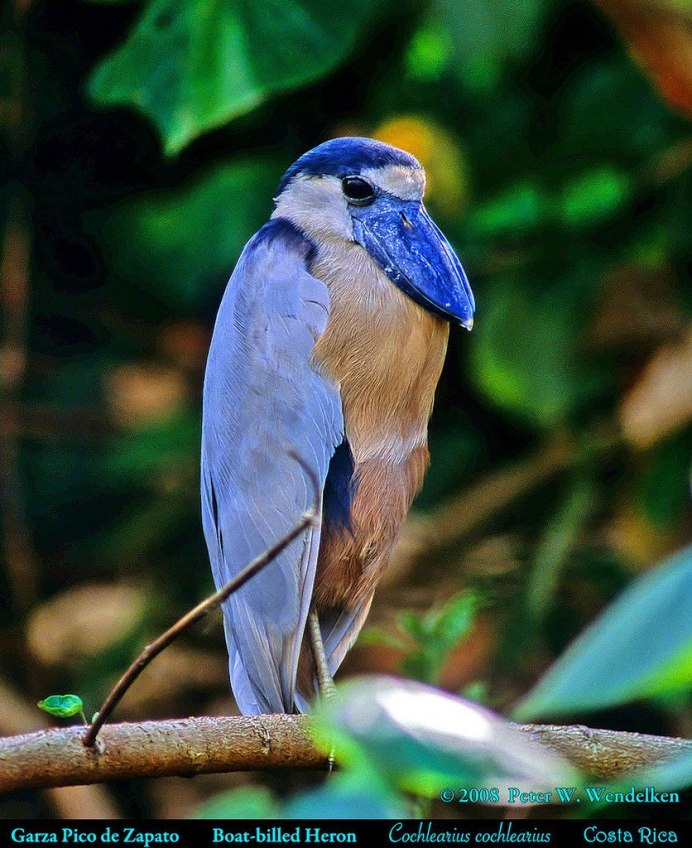 Boat billed Heron
