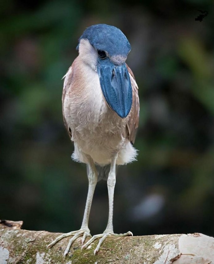 Cochlearius cochlearius