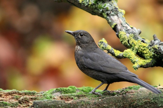 Epimachus fastuosus