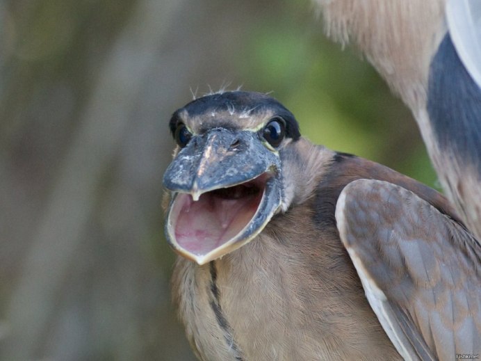 Cochlearius cochlearius