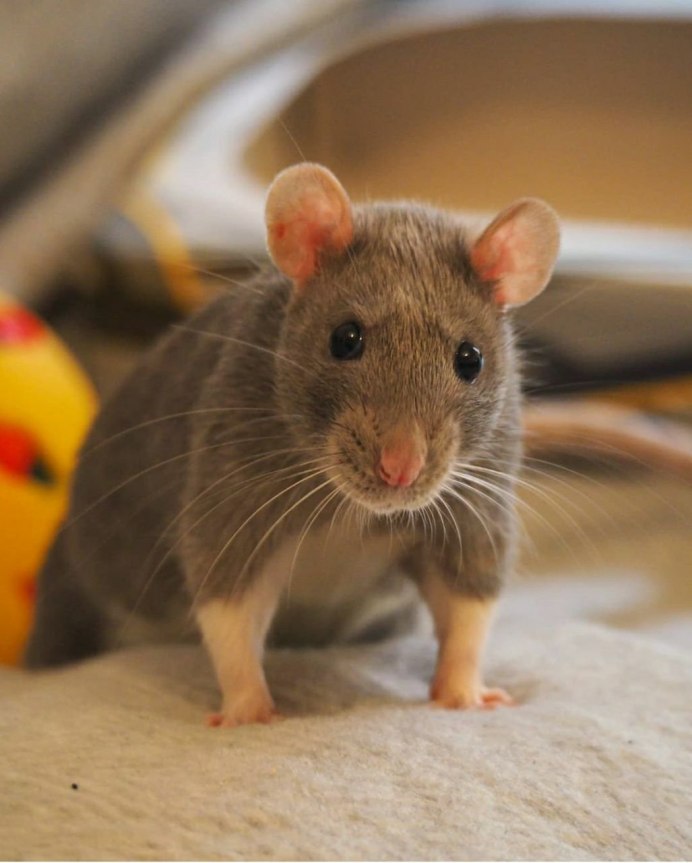 Yellow rat выражение