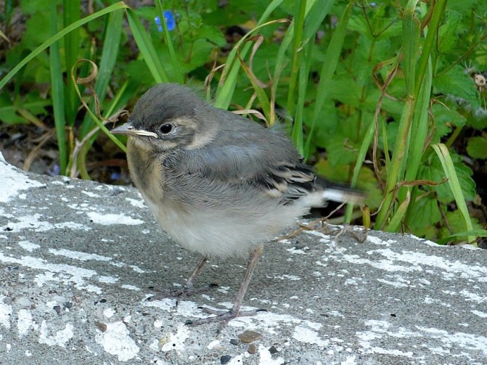 Серая трясогузка птенец