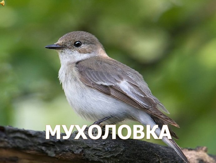 Мухоловка пеструшка