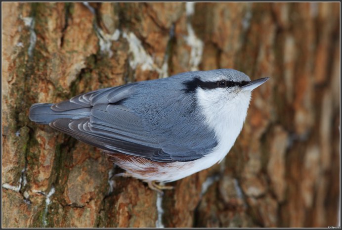 Серая птичка поползень
