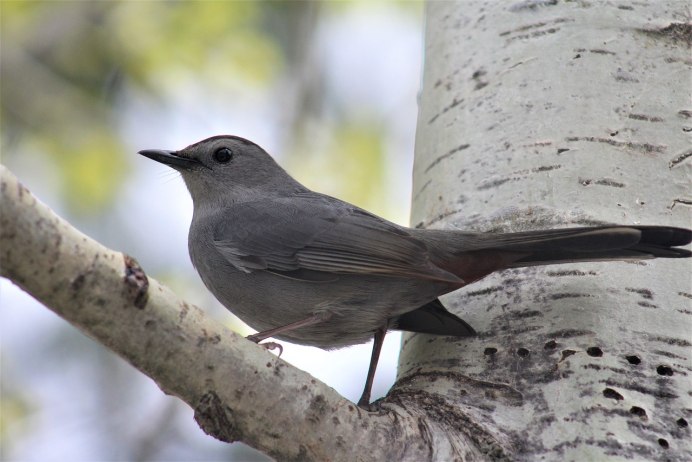 Tufted Titmouse птица
