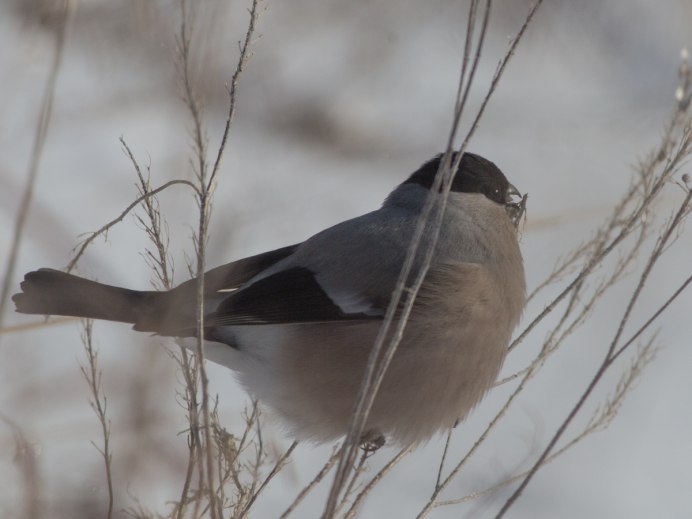 Снегирь Сибирский серый