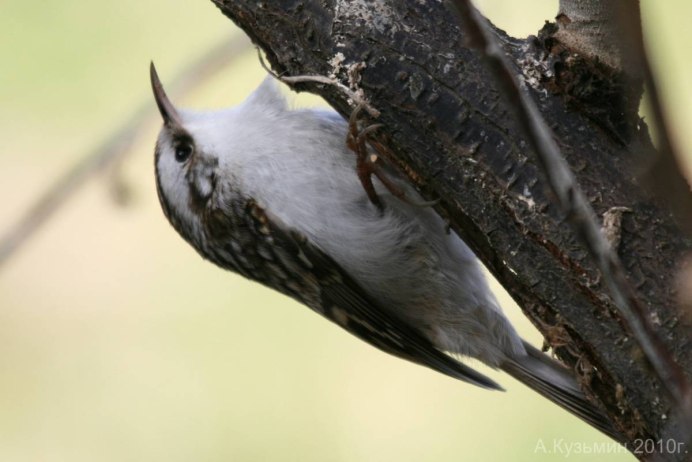 Серая птичка Сойка