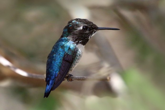 Лопатень Eurynorhynchus Pygmeus