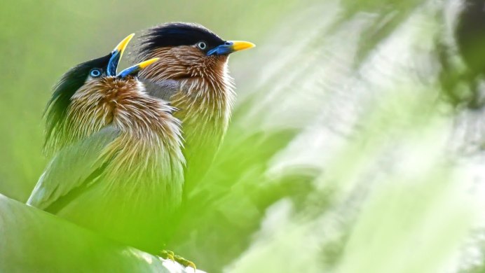 Mellisuga helenae