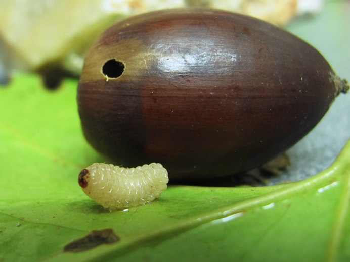 Зерновой Точильщик Rhizopertha Dominica
