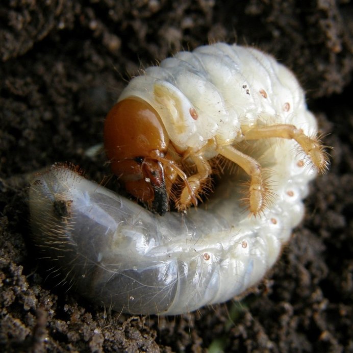 Curculio Nucum