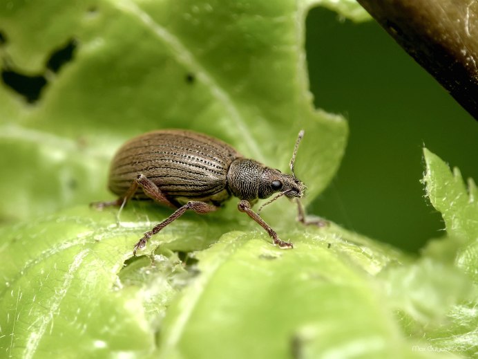 Curculio glandium