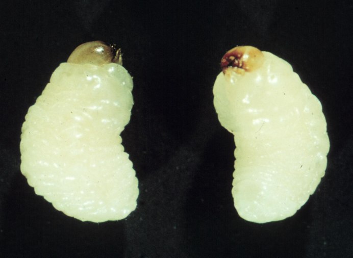 Selatosomus aeneus