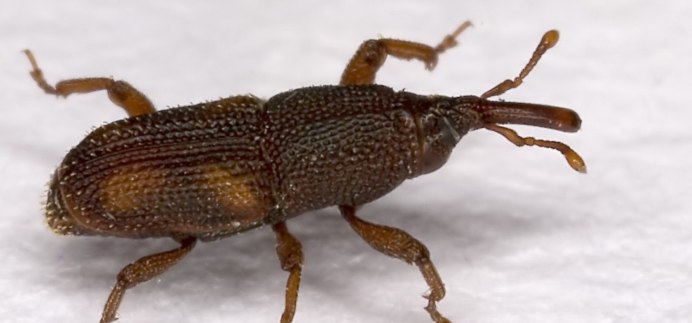 Phrynomerus bifasciatus