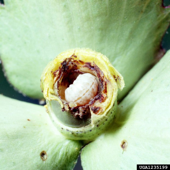 Issus coleoptratus