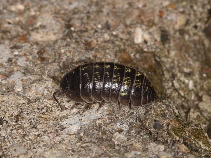 Man Armadillo Voyager
