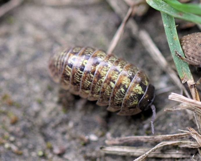 Мокрицы Armadillidium vulgare