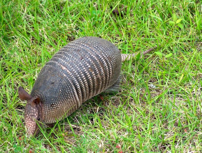Мокрицы Armadillidium vulgare