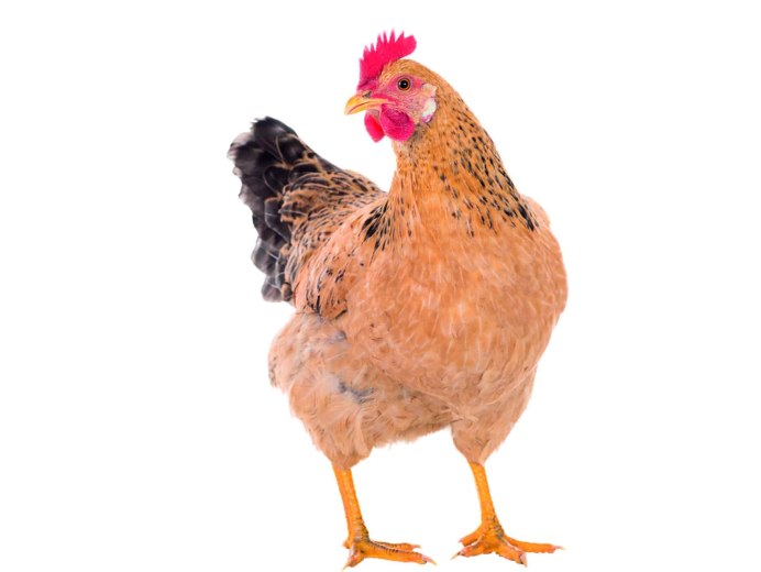 Домашние животные курица